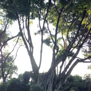 ラスマニャニータスの樹木 