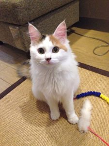 春ころのルース 