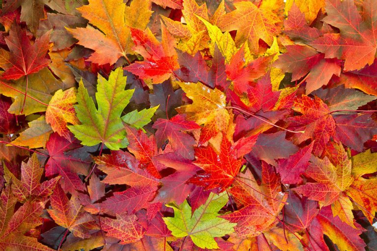 fall-leaves-www-weeklybangalee